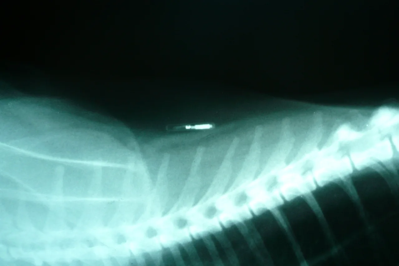 Radiographie d'un chat montrant la puce électronique d'identification implantée sous la peau